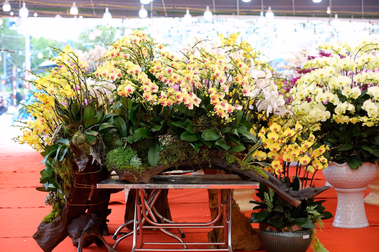 Lan hồ điệp vẫn là loài hoa được nhiều người ưa chuộng bởi hoa này đẹp và bền, nếu chăm sóc đúng theo quy cách có thể chơi nhiều tháng, dòng hoa này đa dạng màu sắc nên dễ dàng phối nhiều loại khác nhau, tạo thành những chậu cảnh tết rực rỡ.