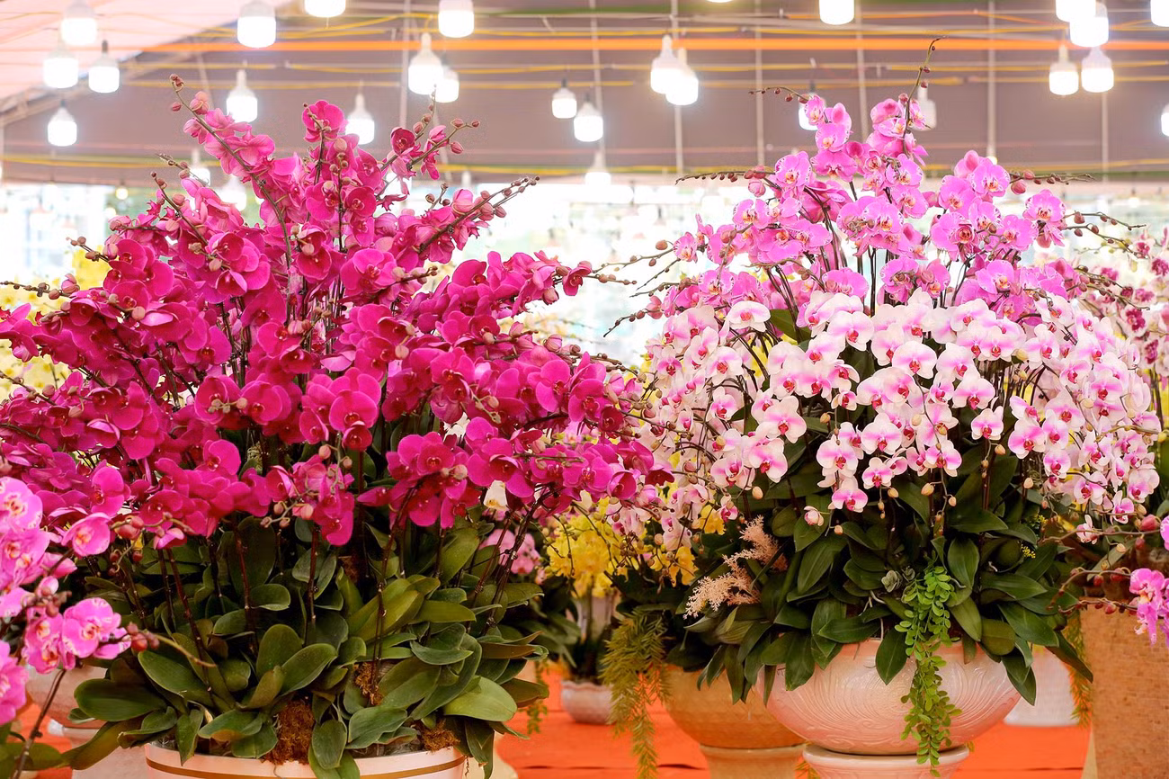 Chậu hồ điệp quyến rũ, đầy quý phái, tài lộc để chưng trong nhà sẽ mang đến những điều tốt lành, may mắn cho gia chủ trong những ngày đầu năm mới Nhâm Dần.