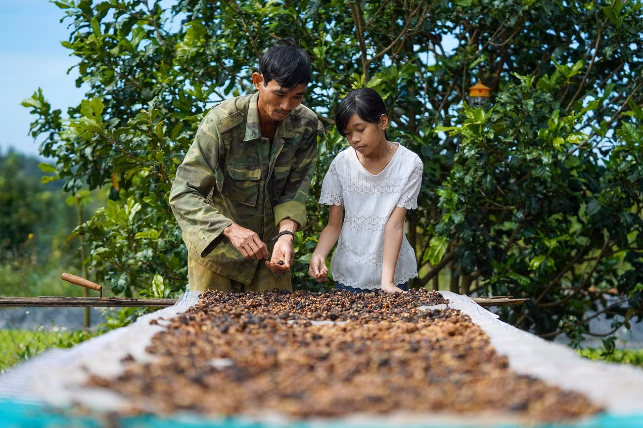 Anh Lực đang hướng dẫn cho con gái của mình cách phơi cà phê chồn. Lớp vỏ trấu là phần không được dạ dày chồn tiêu hóa hết và được đào thải ra phân, lớp vỏ trấu này giúp cho những nhân hạt cà phê không bị nhiễm bẩn, cách ly được với phân của chồn. Vì vậy sau khi thực hiện công đoạn phơi nắng, sẽ tiếp tục đến công đoạn cho hạt Cà phê chồn vào máy tách vỏ trấu, sau đó tiếp tục đến quá trình sàng lọc thủ công một cách tỉ mỉ, cẩn thận. Mỗi hạt cà phê được đánh giá, phân loại, sắp xếp theo những tiêu chuẩn khác nhau để chọn ra những hạt tốt nhất.