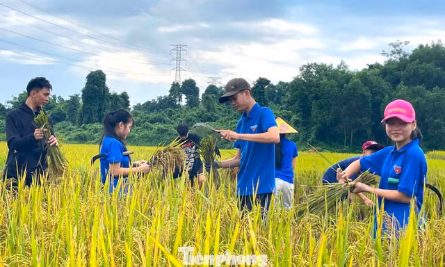 Màu áo xanh trên những cánh đồng mùa vàng