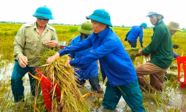 Công an, thanh niên xuống đồng gặt lúa giúp người dân sau mưa lớn