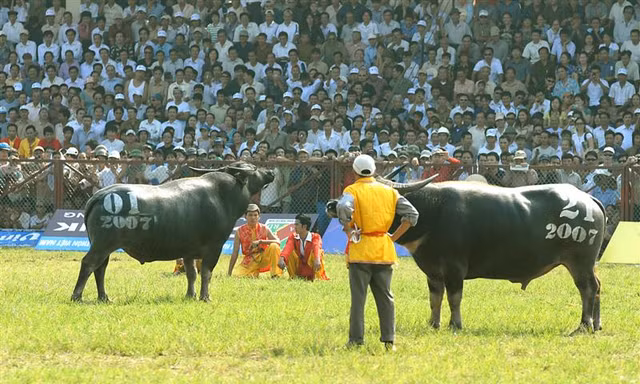 Hé lộ công phu, tuyệt kỹ nghề luyện trâu chọi