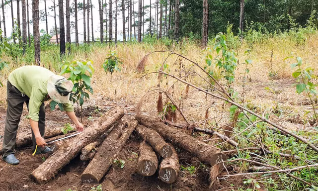 Kiểm lâm đo đếm trữ lượng thông bị thiệt hại