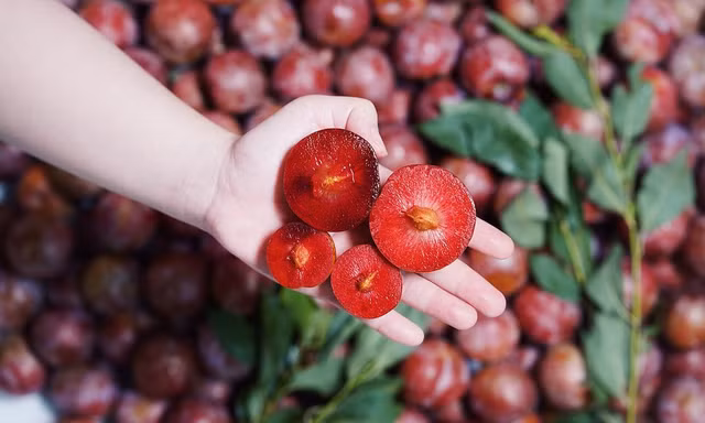 Mận ruby Sơn La 230.000 đồng/kg có gì đặc biệt?