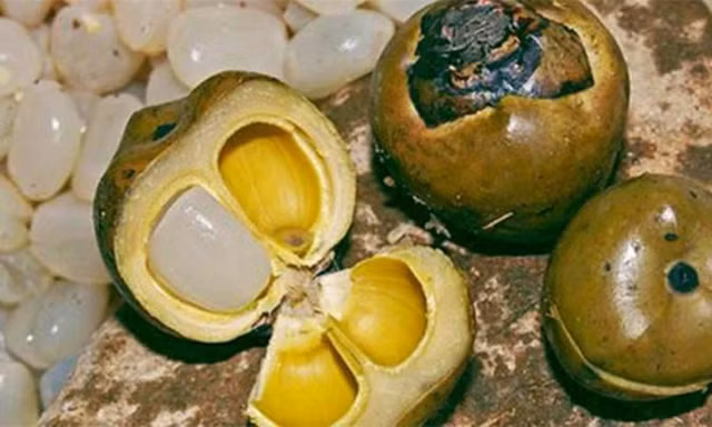 Cây dại xưa không ai ngó nay thành đặc sản đắt khách