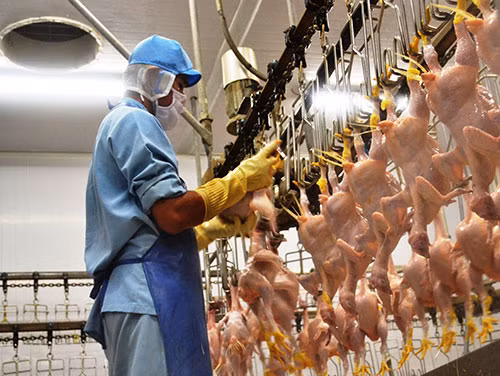 EU là một thị trường tiềm năng cho thịt gà Việt Nam