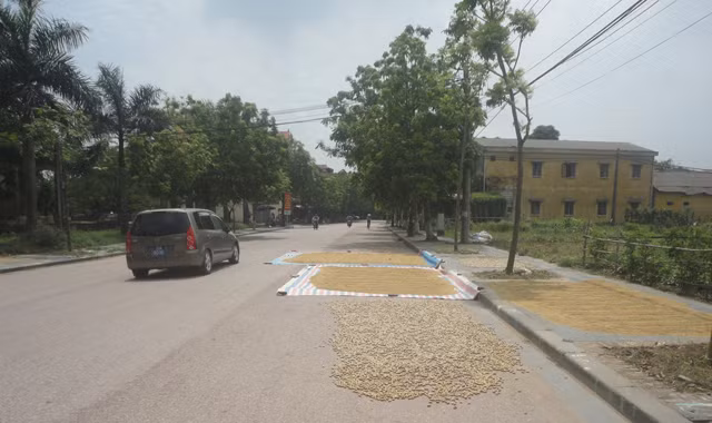 Phơi nông sản trên đường