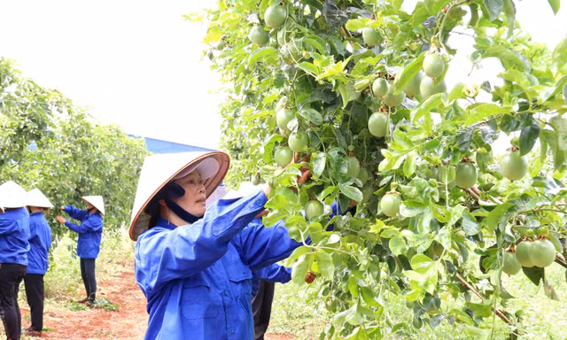 Người dân cùng liên kết giúp nông dân thoát nghèo, phát triển kinh tế
