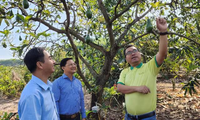  Anh Đặng Dương Minh Hoàng (bìa phải) nói về cách chăm sóc bơ