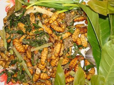 Vị thuốc từ nhộng tằm