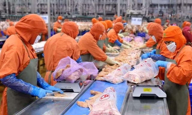 Thịt gà Việt Nam sắp được xuất khẩu Singapore