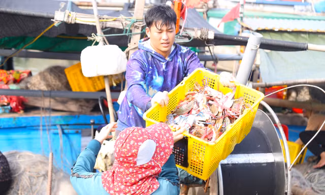 Giăng lưới săn ghẹ, ngư dân kiếm tiền triệu mỗi ngày