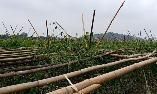 Công an Thanh Hóa vào cuộc vụ ruộng mướp bị nhổ gốc