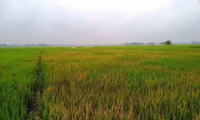 Khởi tố vụ dùng thuốc diệt cỏ phá hơn 3 sào lúa