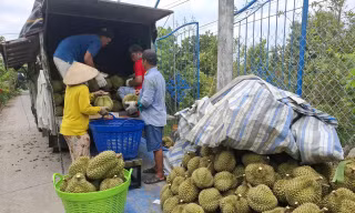 Nguyên nhân giá sầu riêng 'rẻ như bèo'