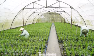 Cần Thơ chuẩn bị khoảng 25.000 chậu lúa cho Festival Quốc tế ngành hàng lúa gạo 2026, tạo không gian trưng bày sinh động về ngành nông nghiệp.