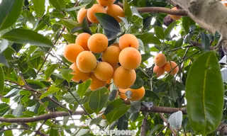 Từ cây dại, thanh trà ở Vĩnh Long thành đặc sản