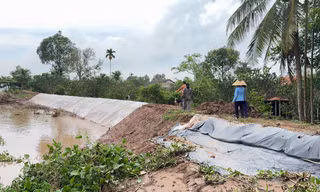 Triều cường, sạt lở gây thiệt hại nhiều nơi ở Vĩnh Long