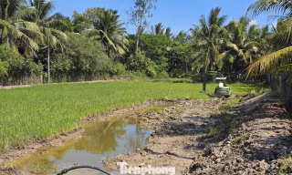 Vì sao Vĩnh Long phải xin hướng dẫn việc hạ đất mặt ruộng?