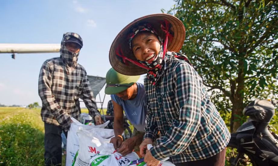 Nông dân Hà Nội chạy đua cứu lúa giữa đồng ngập nước