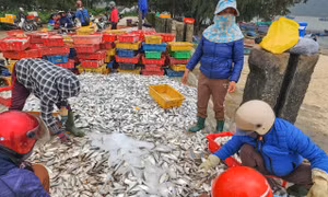 Hai ngày ra khơi, ngư dân Hà Tĩnh trúng đậm hải sản, thu nhập hàng chục triệu đồng