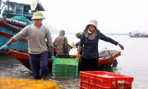 Hải sản tăng giá, ngư dân Hà Tĩnh ra khơi xuyên lễ