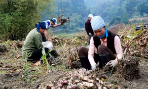 Phát triển cây trồng đặc sản ở địa phương. 