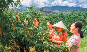 Mô hình phát triển quả hồng đặc sản Bảo Lâm (huyện Cao Lộc, tỉnh Lạng Sơn)