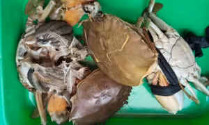 Cua nuôi ở Cà Mau chết bất thường 