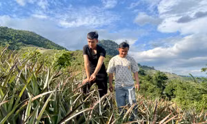 Xã vùng đang cao vươn mình thoát nghèo từ cây dứa