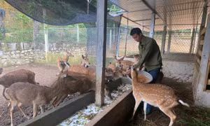 Mô hình nuôi hươu mỗi năm thu tiền tỉ của Bí thư Đoàn ở Hà Tĩnh
