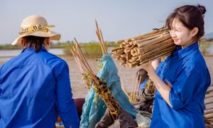Tuổi trẻ Hà Tĩnh phủ xanh rừng ngập mặn, dọn rác bờ biển bảo vệ môi trường