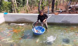 Nuôi cá 'quý tộc', chàng trai vùng sâu thu nhập cả tỉ đồng mỗi năm