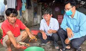 Cua Cà Mau chết rải rác trên diện tích hơn 12.000 ha