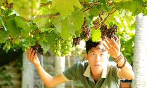 Chàng trai Ninh Thuận biến khu vườn xơ xác thành chốn thư giãn, đẹp như mơ
