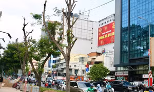 Quận 1 'giải thích' vụ đốn hạ, cắt tán loạt cây xanh