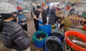 Ngày rằm tháng Giêng, hàng cá phóng sinh đông nghịt, người mua không thèm mặc cả