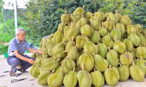 Kết quả kiểm tra chất cấm trong sầu riêng Lâm Đồng 