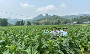 Thoát nghèo bền vững nhờ trồng cây thuốc lá 