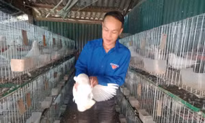 Thanh niên người Mông khởi nghiệp thành công nhờ nuôi bồ câu