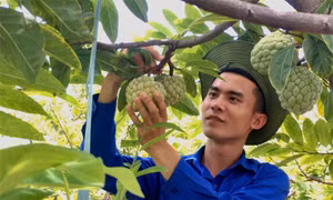 'Dân công nghệ' bỏ phố về quê khởi nghiệp với đặc sản Hải Phòng