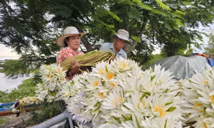 Tận thấy bông súng dài 3m ở đầu nguồn lũ