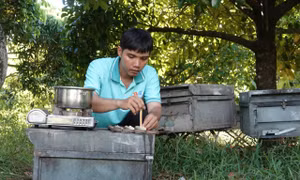 Thanh niên Cần Thơ khởi nghiệp từ nuôi ong