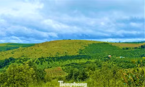 Doanh nghiệp 'xẻ thịt' dự án, chuyển nhượng trái phép 166,8 ha đất cao su