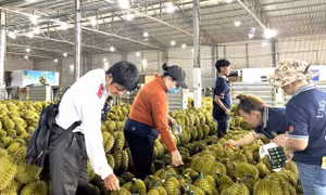 Sầu riêng Việt Nam sẽ đi đâu về đâu? 