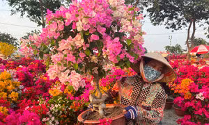 Nhộn nhịp chợ hoa Tết 'giá hạt dẻ' ở TPHCM 