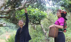Cách dân bản vùng cao thoát nghèo với cây chè shan tuyết