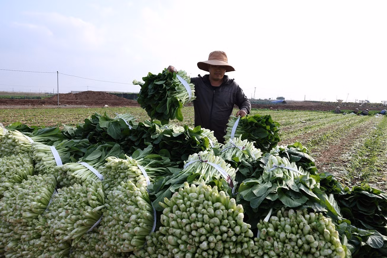 vna-potal-hop-tac-xa-van-duc-cung-cap-khoang-75-tan-rau-an-toan-moi-ngay-856234731-7-41.jpg