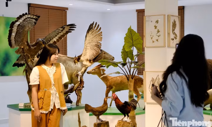 Tận thấy kho báu sinh học hơn 10.000 tiêu bản ở Đà Lạt