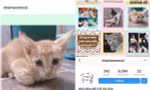 Nhà mèo mồ côi - "mái ấm" trên Instagram dành riêng cho những chú mèo hoang ở Sài Gòn